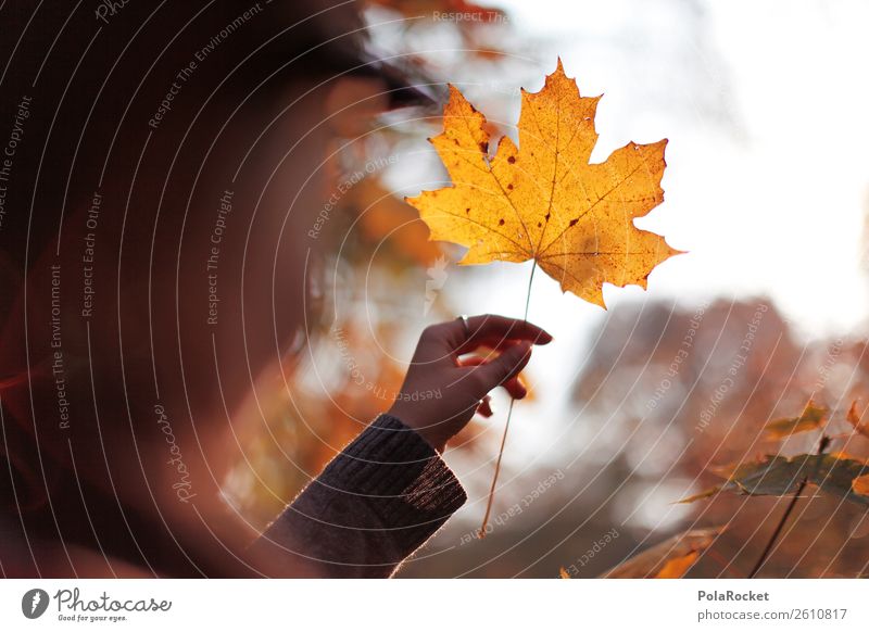 #A# Autumn Gold Nature Beautiful weather Esthetic Weather Leaf Deciduous forest Autumnal Autumn leaves Autumnal colours Early fall Automn wood Autumnal weather