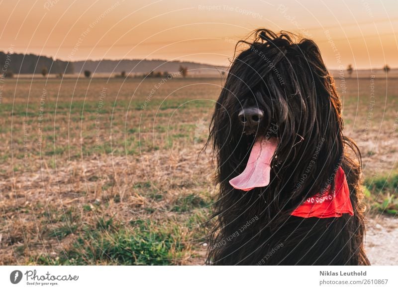 fuzzy head Landscape Cloudless sky Sunrise Sunset Sunlight Autumn Beautiful weather Grass Foliage plant Field Animal Pet Dog Animal face Pelt 1 String Orange