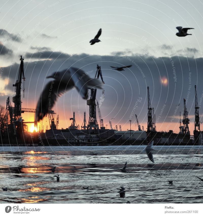 Speaking of seagulls... Sunrise Sunset Sunlight Winter Beautiful weather Hamburg Town Port City Harbour Navigation Bird Group of animals Flock Flying Happiness