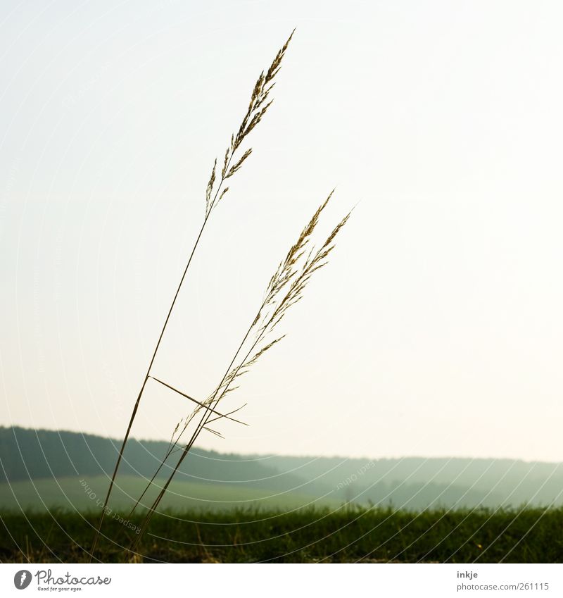 Gulliver's Travels III Environment Nature Landscape Plant Cloudless sky Horizon Spring Summer Autumn Winter Climate Weather Beautiful weather Grass Meadow Field