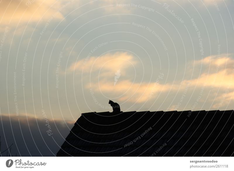 Fritz the cat House (Residential Structure) Roofing tile Roofer Sky Clouds Beautiful weather Skyline Building Animal Pet Cat 1 Relaxation Looking Sit Infinity