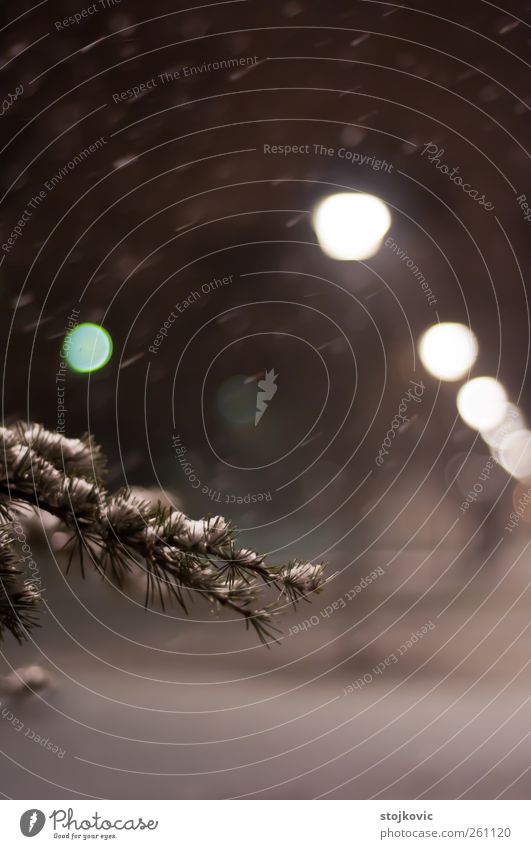 Pine tree during the snowfall Nature Plant Winter Weather Snow Snowfall Tree pine tree Belgrade Serbia Europe Park Joy Peace Serene Emphasis Blur Close-up Light