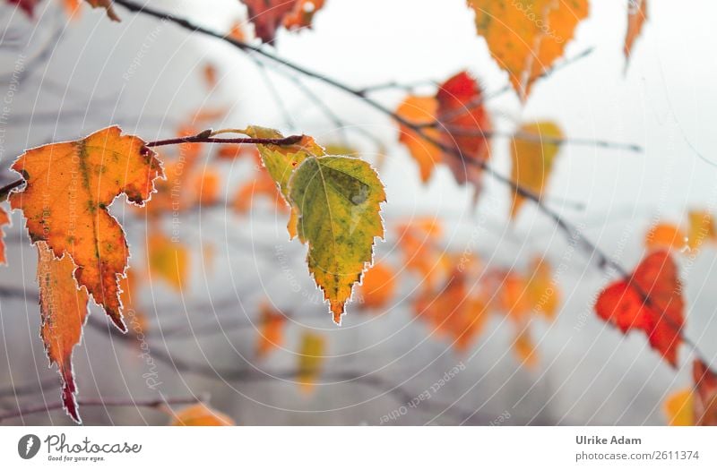 Colourful leaves - nature in winter Style Design Wellness Harmonious Well-being Contentment Relaxation Calm Meditation Decoration Wallpaper Nature Plant Autumn