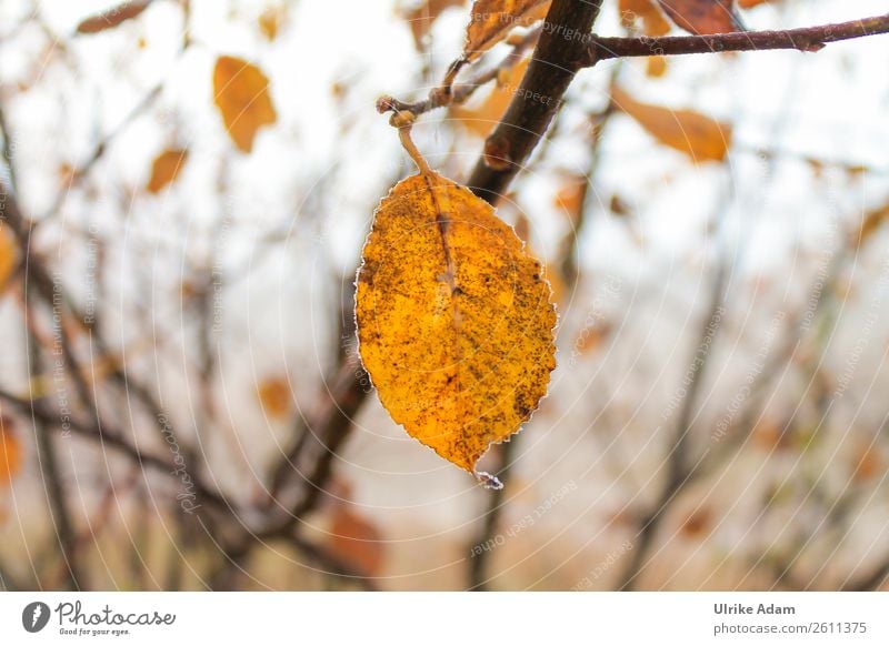 The last sheet Design Wellness Harmonious Contentment Relaxation Meditation Funeral service Nature Plant Autumn Winter Tree Leaf Autumn leaves To dry up Yellow