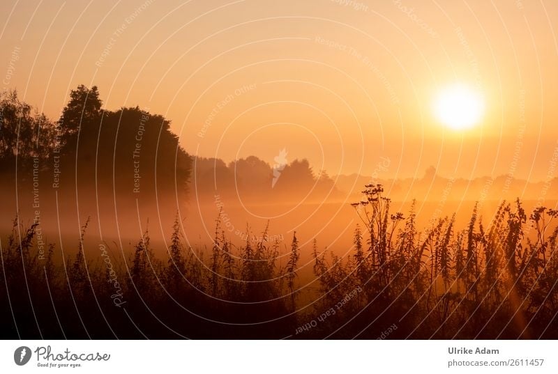 Mystic sunrise Design Wellness Harmonious Well-being Contentment Relaxation Meditation Spa Interior design Decoration Wallpaper Image Landscape Plant Autumn Fog