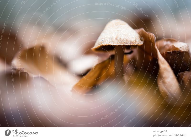 Mushroom between autumn leaves Nature Plant Autumn Forest Small Brown Macro (Extreme close-up) Landscape format Diminutive Woodground Ground level Colour photo