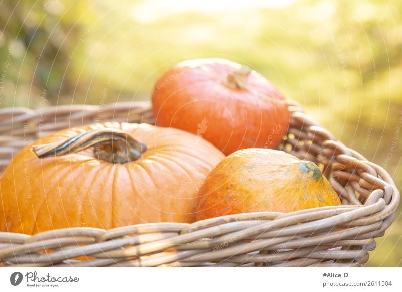 Pumpkin season Food Vegetable Pumpkin time Organic produce Vegetarian diet Diet Basket Lifestyle Healthy Eating Nature Autumn Fresh Glittering Bright Natural