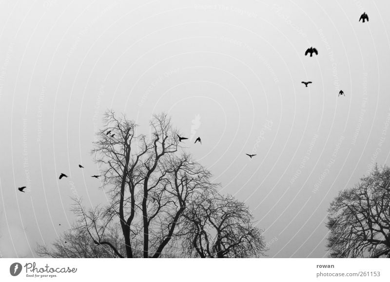 fog flight Tree Bird Flock Flying Threat Dark Creepy Cold Gloomy Sadness Fog Raven birds Flight of the birds Branch Branchage Gray Black & white photo