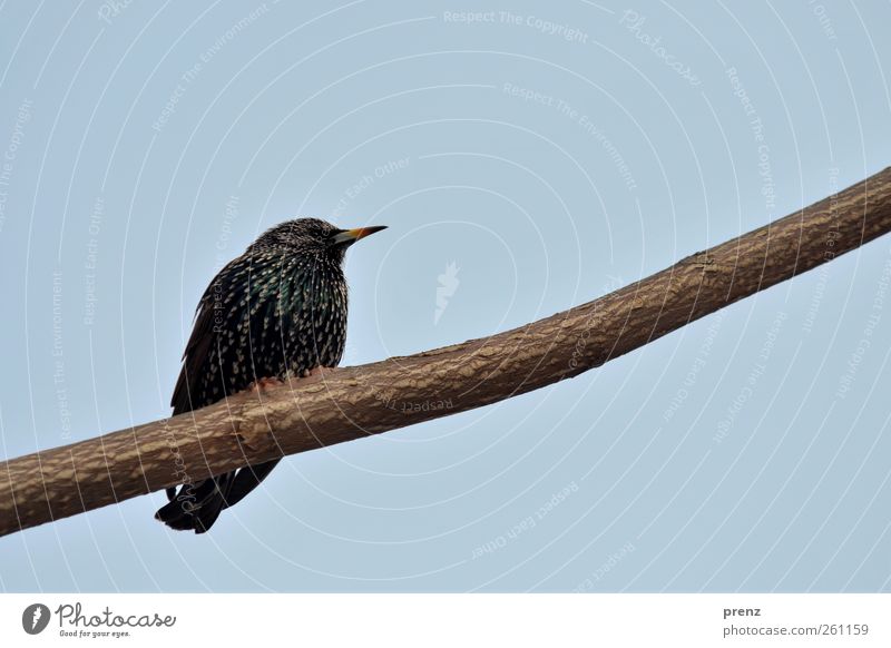 bird Animal Cloudless sky Bird 1 Sit Blue Black Branch Starling Songbirds Tilt Colour photo Exterior shot Shallow depth of field Central perspective