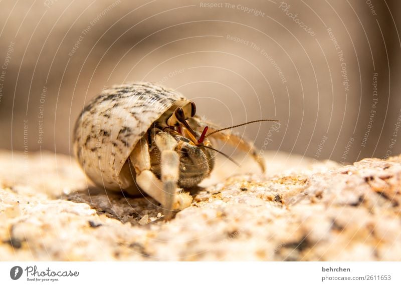 as small as a BETTHUPFERL Vacation & Travel Tourism Trip Adventure Far-off places Freedom Coast Beach Ocean Island Wild animal Hermit crab Snail shell Mussel 1