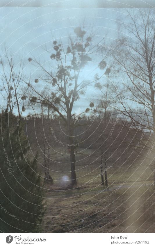 mistletoe harvest Beautiful weather Plant Tree Grass Bushes Meadow Field Forest Bright Double exposure Mistletoe Mistletoe plants Discover Branchage Botany