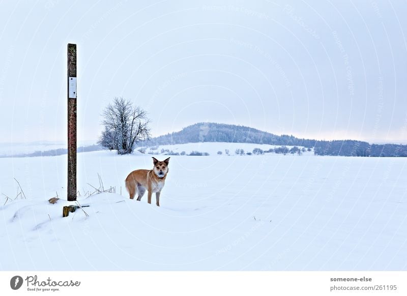 snow flurries Winter Snow Winter vacation Mountain Hiking Landscape Field Hill Snowcapped peak Dog 1 Animal Cold White Watchfulness Patient Loneliness Adventure