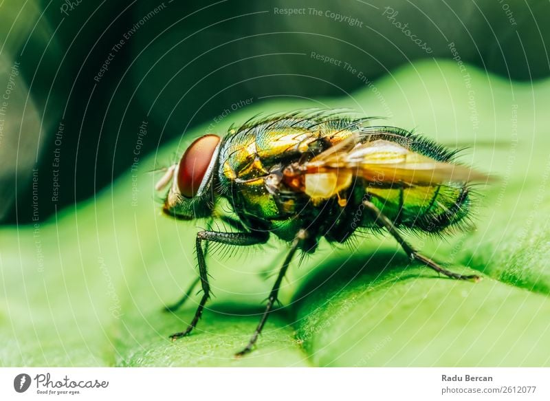 Housefly On A Leaf In Garden Summer Environment Nature Plant Animal Grass Park Wild animal Fly Animal face 1 Threat Disgust Creepy Hideous Small Illness Natural