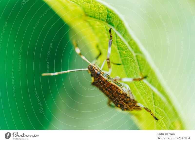 Shield Bug Macro In Garden Summer Environment Nature Plant Animal Leaf Park Wild animal Beetle Animal face 1 Discover Feeding Crawl Simple Creepy Small Natural