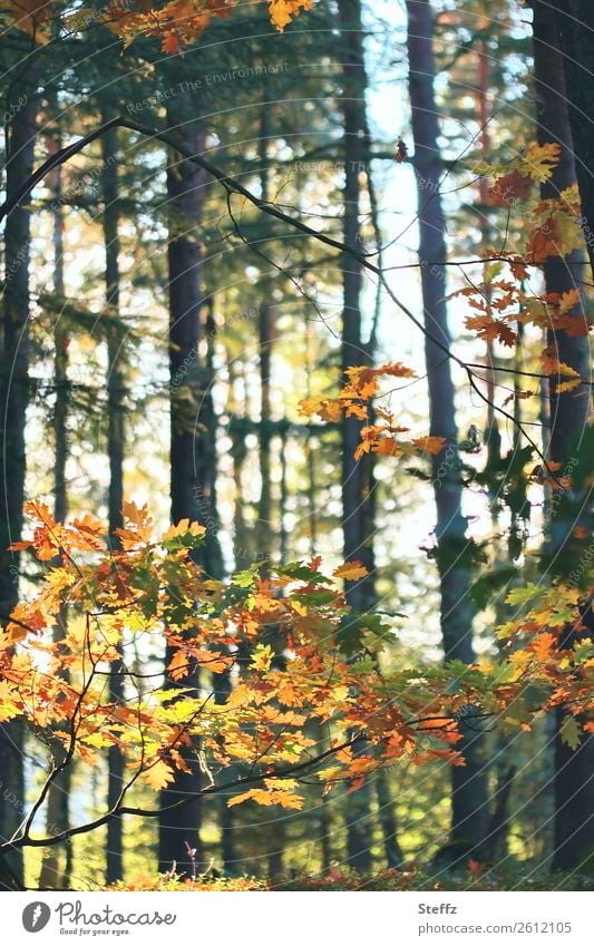 October forest Automn wood oak leaves forest bath Autumn leaves Oak tree Forest Sense of Autumn Forest atmosphere autumn light Seasons Autumnal weather