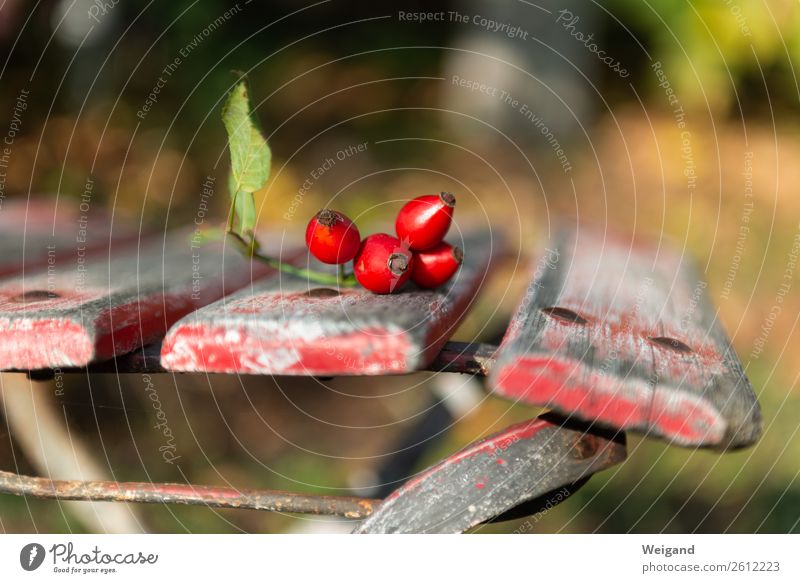 rose hips Organic produce Vegetarian diet Slow food Tea Friendliness Fresh Healthy Red Autumn Rose hip Colour photo Exterior shot Copy Space top