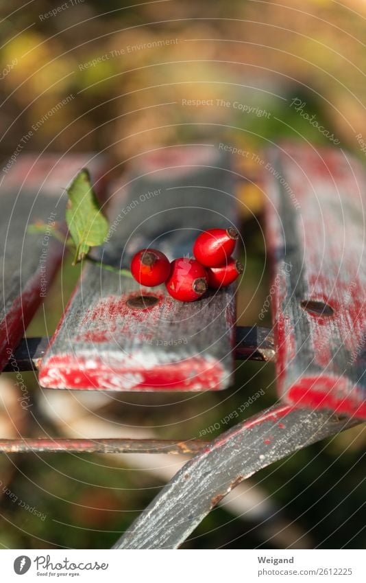 autumn red Food Slow food Meditation Thanksgiving Wait Glittering Happy Red Trust Autumn Mature Rose hip Calm Garden Nature Colour photo Exterior shot