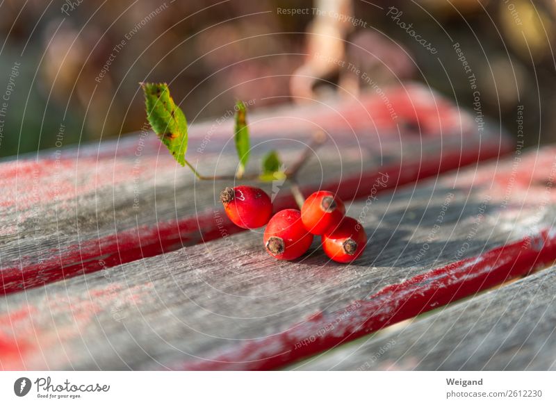 Rose Hip Quartet Wellness Senses Relaxation Calm Meditation Thanksgiving Plant Garden Park Meadow Field Illuminate Red Rose hip Autumn hygge autumn sun Patient