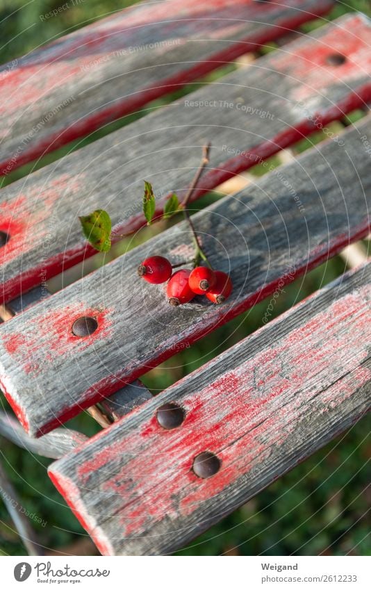 rose hips Food Organic produce Vegetarian diet Autumn Plant Rose Garden Simple Red Attentive Rose hip Colour photo Exterior shot Deserted