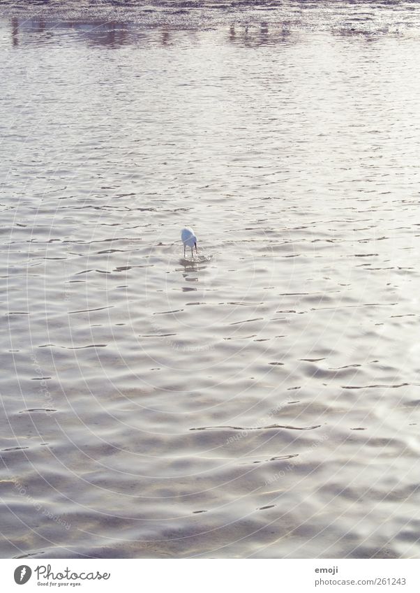 Fish piesack Environment Nature Elements Water Waves Coast Ocean 1 Animal Bright Heron Colour photo Subdued colour Exterior shot Deserted Copy Space bottom Day