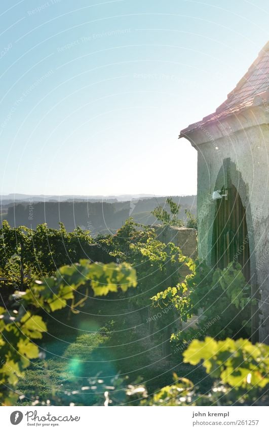 wine country Landscape Cloudless sky Beautiful weather Leaf Vine Vineyard Field Hill Riegersburg Federal State of Styria Austria Village Gate Wall (barrier)