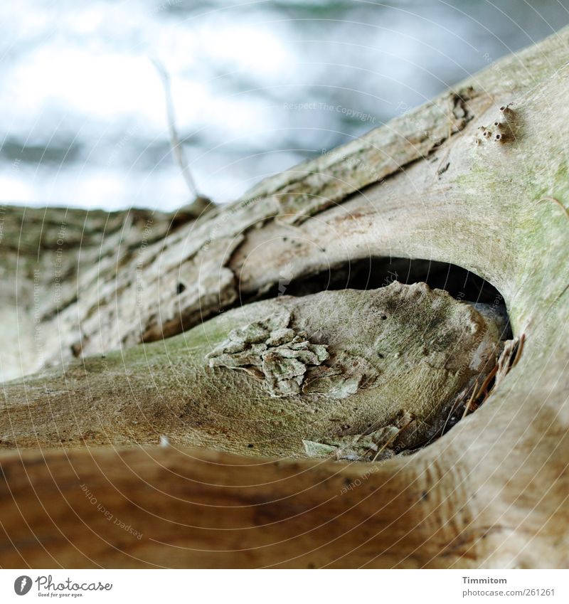 Naturwerk (wood in wood) Environment Nature Air Autumn Plant Tree Wood Gloomy Dry Blue Gray Transience Esthetic Death To dry up Colour photo Subdued colour