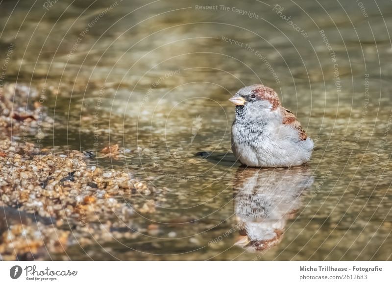 Sparrow with mirror image Nature Animal Sunlight Beautiful weather Brook Wild animal Bird Animal face Wing Passerine bird Beak Feather 1 Mirror