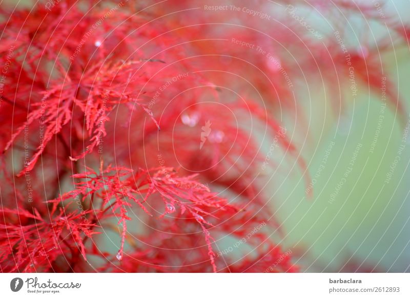 Japanese ornamental maple Plant Drops of water Sunlight Autumn Climate Bushes Japan maple tree Garden Illuminate Exotic Fresh Pink Turquoise Colour Nature