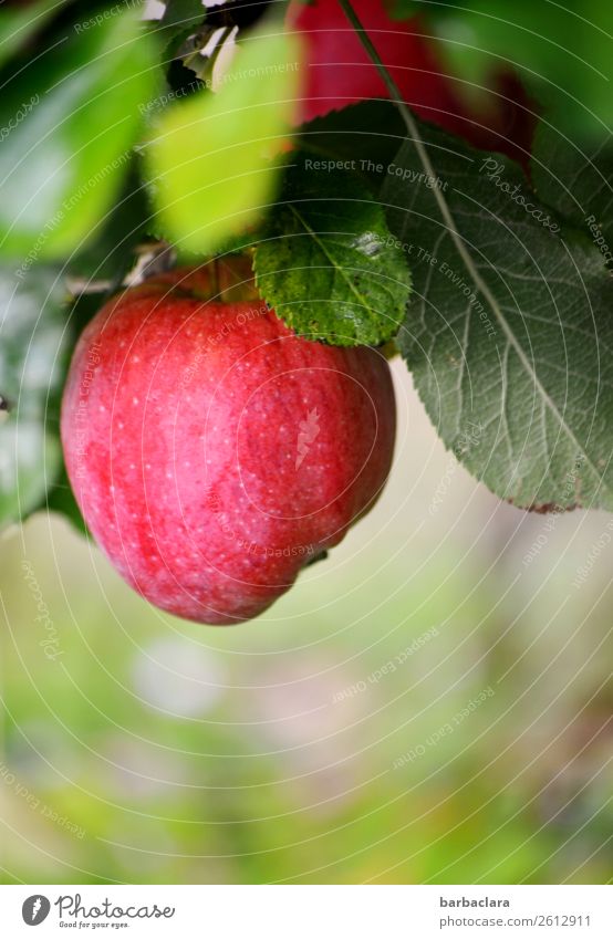 Trash 2018 Apples, now in storage. Fruit Nature Plant Autumn Tree Leaf Apple tree Hang Fresh Green Red Healthy Climate Environment Colour photo Exterior shot