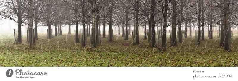 tree strips Environment Nature Landscape Autumn Winter Fog Plant Tree Grass Leaf Garden Park Meadow Forest Dark Cold Green Stripe Panorama (Format)