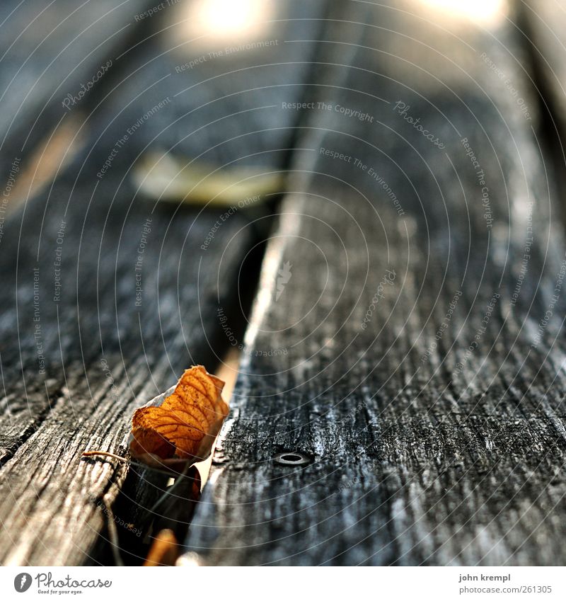 by hook or by crook Leaf Table Wood Faded To dry up Old Dirty Brown Gray Sadness Transience Change Autumn leaves Autumnal Wooden table Beer garden