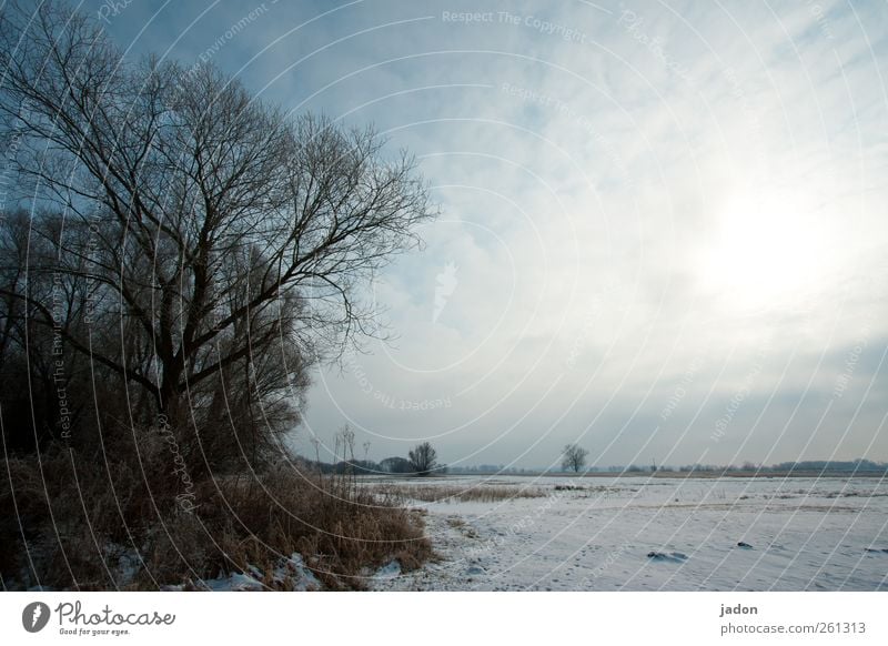 winter blues. Winter Snow Landscape Sky Clouds Sunlight Ice Frost Tree Bushes Field Deserted Cold Gloomy Gray Calm Longing Apocalyptic sentiment Sadness