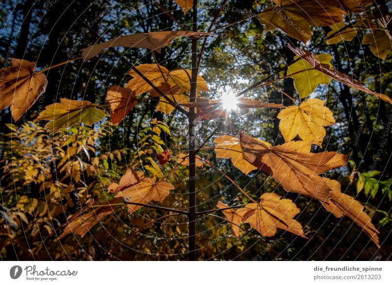 autumn shrub Environment Nature Animal Sky Sun Sunlight Autumn Climate Weather Beautiful weather Plant Tree Grass Bushes Leaf Foliage plant Wild plant Forest