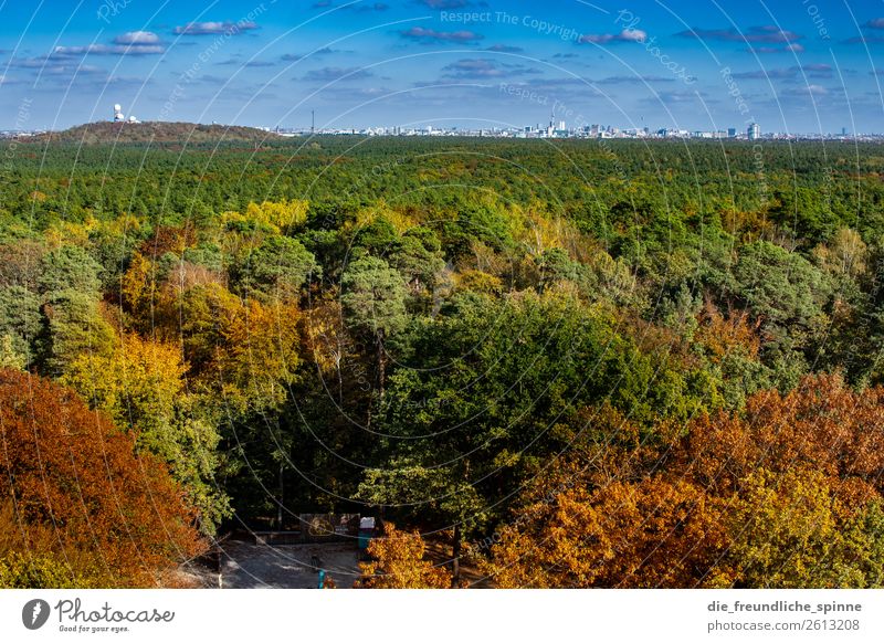 Autumn in Grunewald III Environment Nature Landscape Plant Sky Sun Sunlight Climate Beautiful weather Tree Forest Berlin Germany Europe Capital city Outskirts