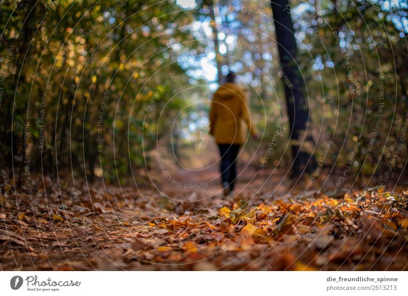 autumn walk Body Adventure Far-off places Hiking Human being Feminine Woman Adults 1 18 - 30 years Youth (Young adults) Nature Plant Autumn Beautiful weather