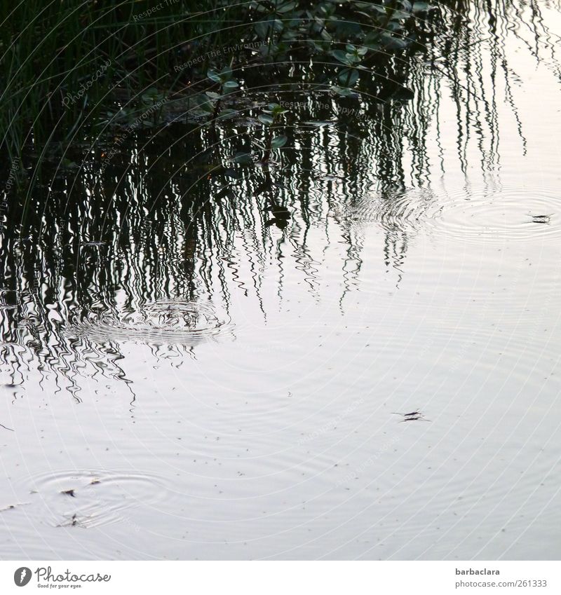 The kingdom of the water strider Nature Water Grass Bushes Lakeside Animal Insect Water strider Line Circle Water reflection Movement Walking Swimming & Bathing