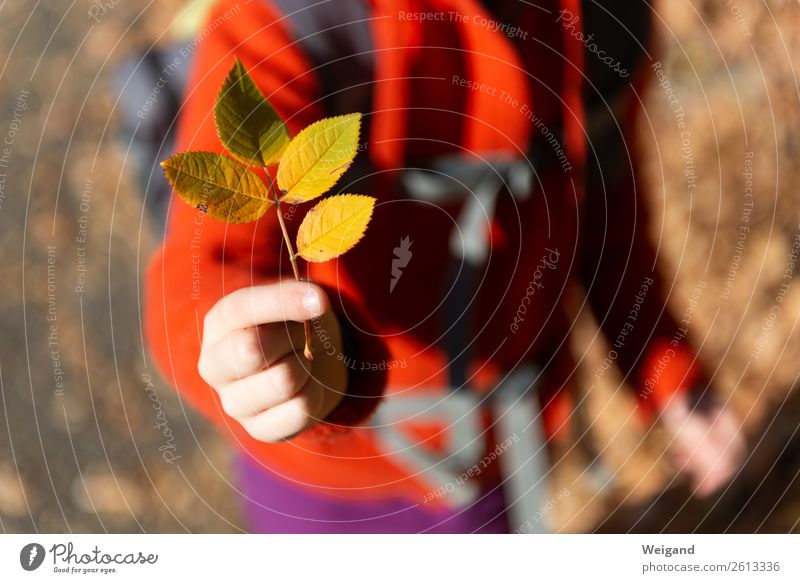 Autumn Happiness II Plant Leaf Park Field Forest Wood Hiking Yellow Orange Red Child Trip To go for a walk Find Grateful Trust Grief To console Colour photo