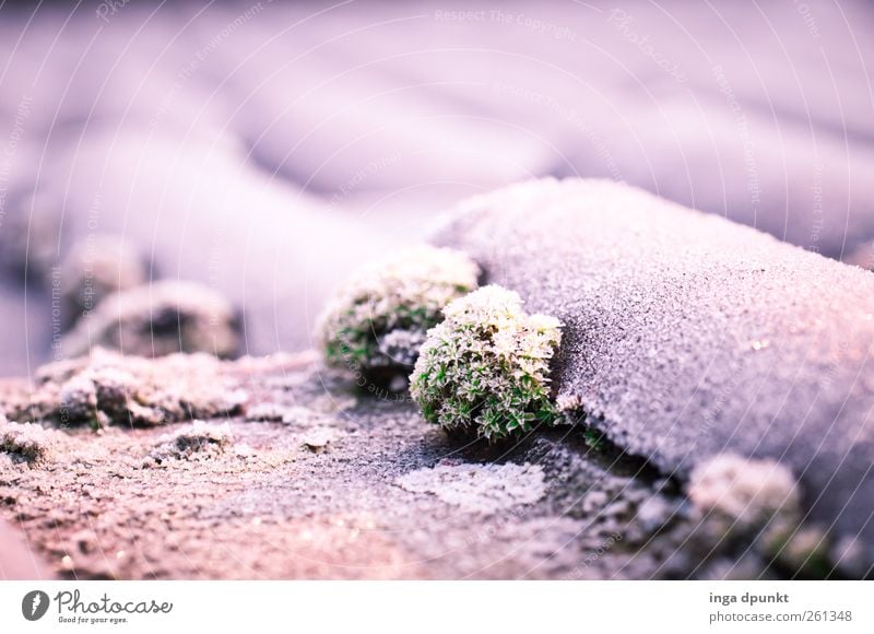 ice roof Elements Water Winter Climate Climate change Ice Frost Plant Moss Wild plant Lichen Deserted House (Residential Structure) Detached house