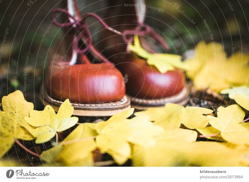 Chestnut shoes in autumn forest Joy Leisure and hobbies Trip Hiking Nature Earth Autumn Leaf Forest Hiking boots Dream Autumnal Automn wood Footwear Yellow