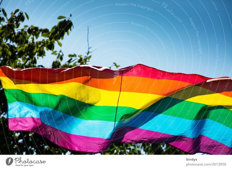 rainbow colours Cloudless sky Summer Beautiful weather Tree Sign Stripe Flag Prismatic colors Rainbow flag Illuminate Esthetic Exceptional Positive