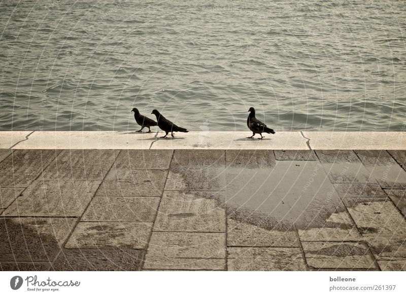 Help, we're being followed. Vacation & Travel Tourism Summer Rain Venice Italy Animal Wild animal Pigeon 3 Group of animals Walking Brown Infatuation Chase