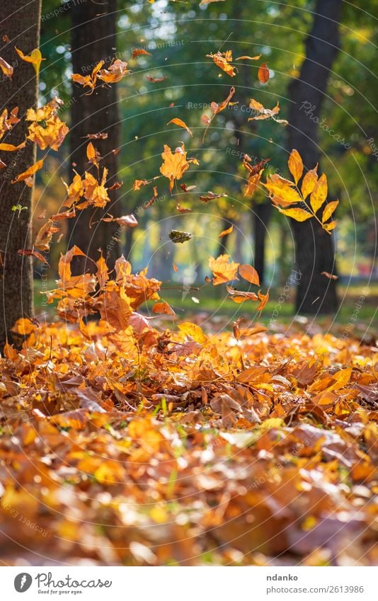 falling yellow maple leaves Sun Environment Nature Plant Autumn Tree Leaf Park Forest Movement To fall Vacation & Travel Bright Natural Yellow Gold Green Colour