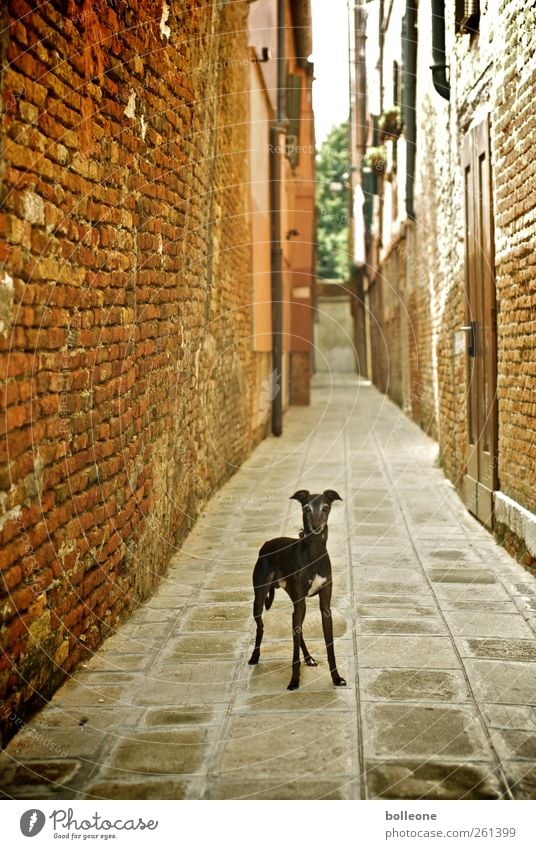 What are you looking at? Vacation & Travel Venice Italy Town Downtown Manmade structures Architecture Wall (barrier) Wall (building) Facade Door Lanes & trails