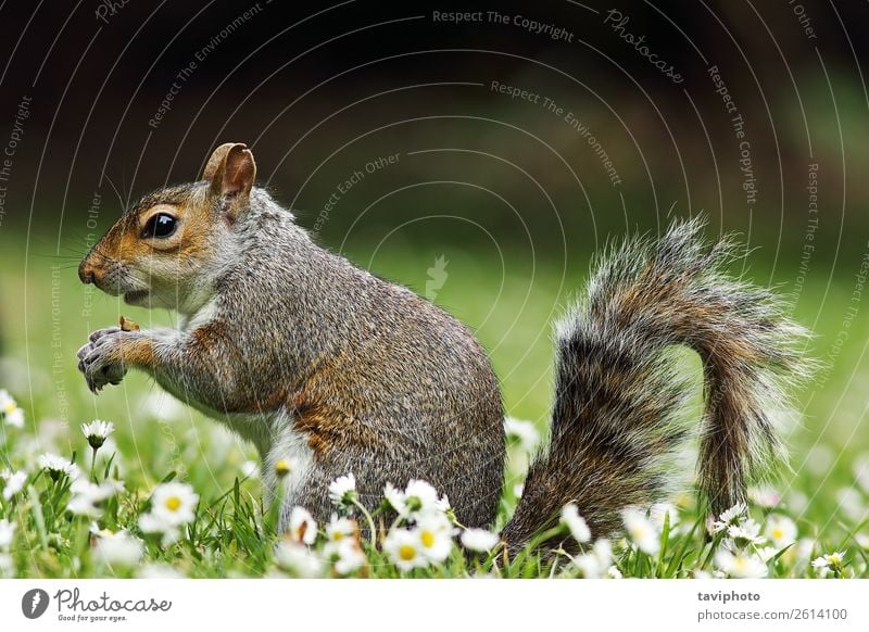 cute grey squirrel eating on lawn Eating Beautiful Garden Nature Animal Grass Park Meadow Forest Fur coat Feeding Stand Small Funny Natural Cute Wild Brown Gray