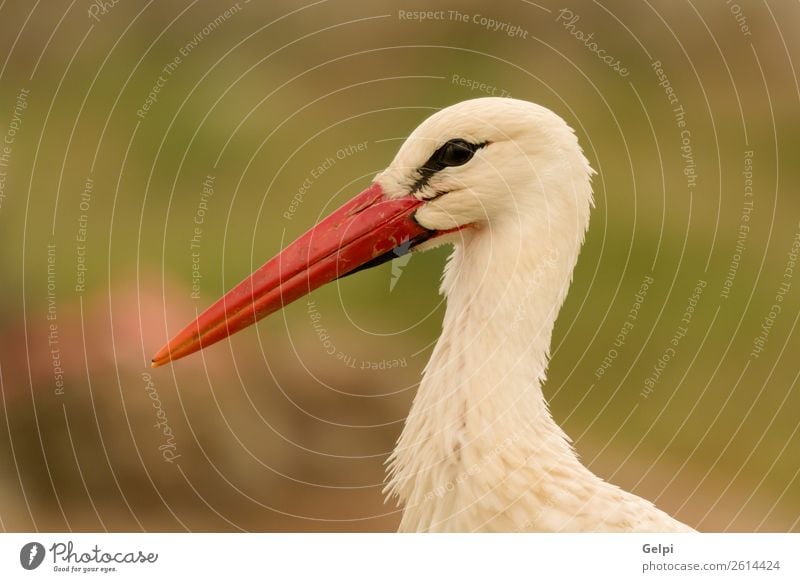 Portrait of a elegant stork on a natural background Elegant Beautiful Freedom Family & Relations Couple Adults Nature Animal Wind Grass Bird Flying Long Wild