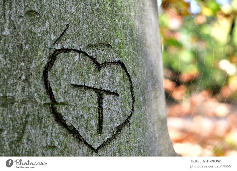 'T' in heart on tree bark* Nature Summer Autumn Beautiful weather Tree Park Forest Wood Sign Characters Ornament Heart Think Love Dream Authentic Free