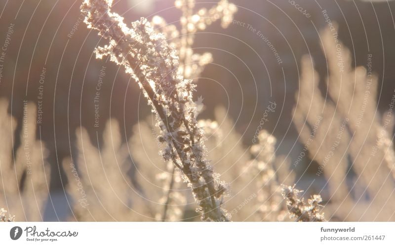 Iced branch in backlight Winter Frost chill Twig Back-light Nature ice crystals icily sparkle Frozen winter landscape Winter magic Ice landscape Beauty & Beauty