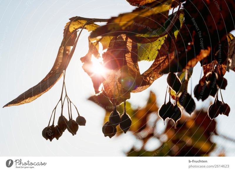 autumn mood Garden Sun Autumn Leaf Park Forest Warmth Nature Decline Transience Change Autumnal colours Autumn leaves Seed Tree fruit Fruit Hang Colour photo