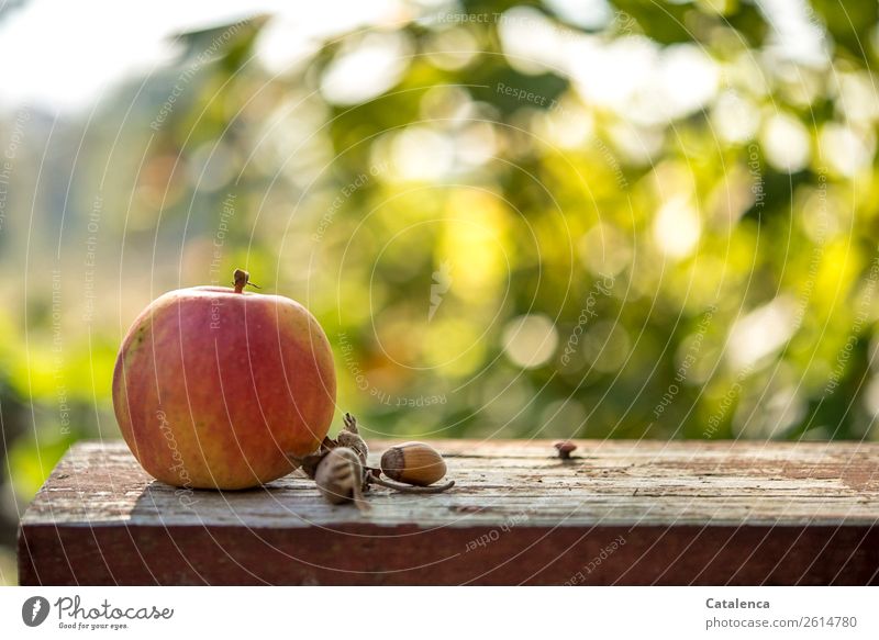 Apple and hazelnuts in the garden Fruit Nature Plant Sky Autumn Leaf Hazelnut Hazelnut leaf Garden Garden bench Wood Fragrance Authentic Fresh Healthy Delicious