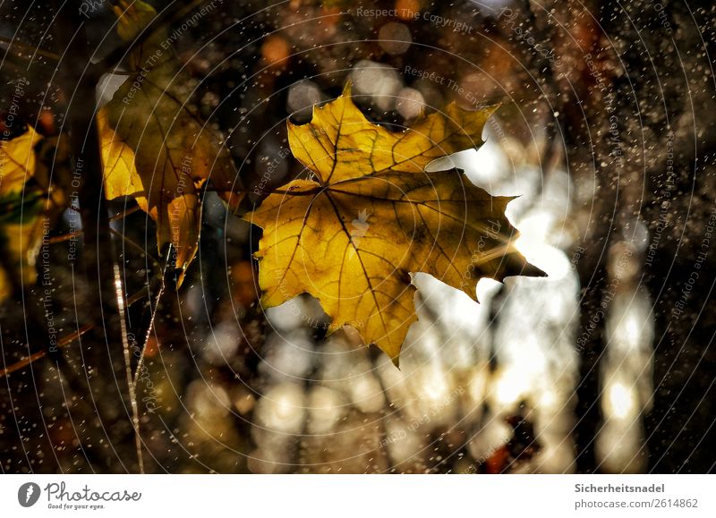 Maple leaf back light Nature Drops of water Sunrise Sunset Autumn Beautiful weather Rain Plant Tree Leaf Maple tree Forest To dry up Yellow Gold Drizzle October